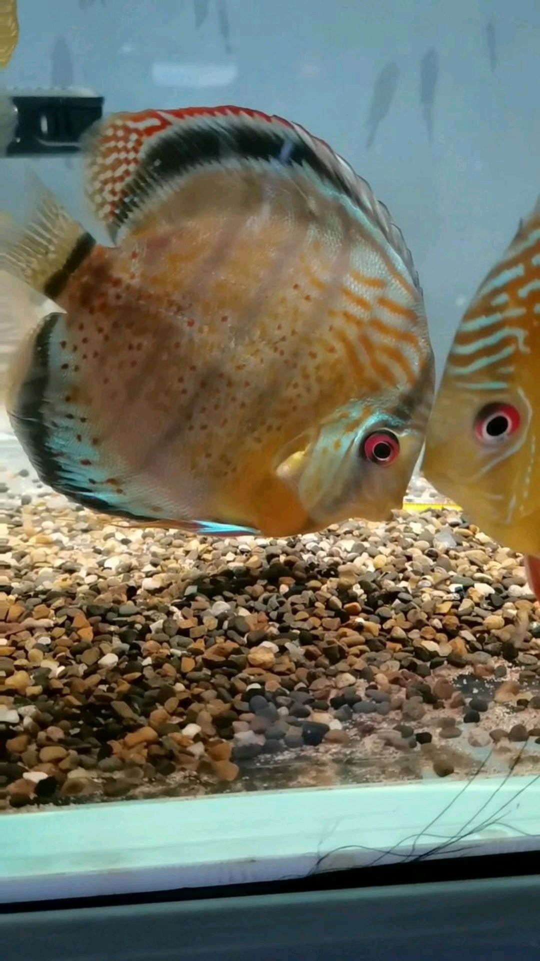 野生神仙鱼很经典的品种,绿彩