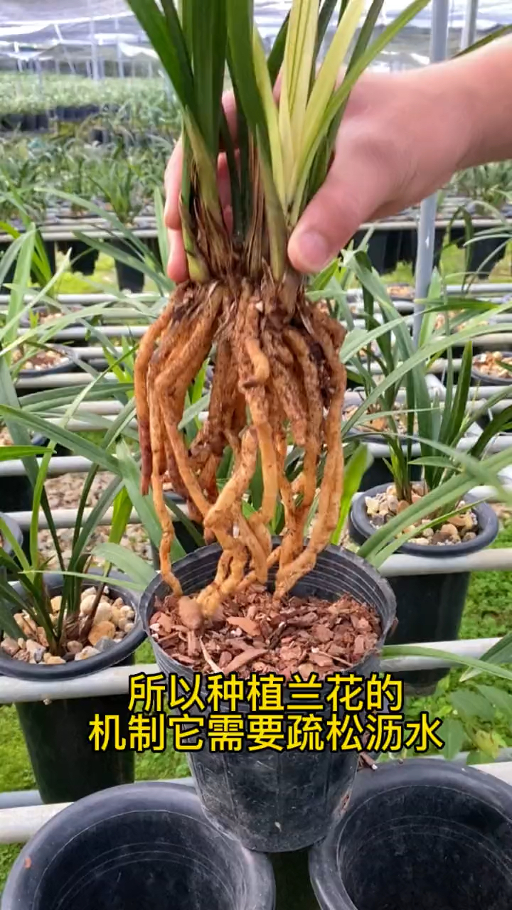 肉质根的兰花,适合疏松透气的环境下生长