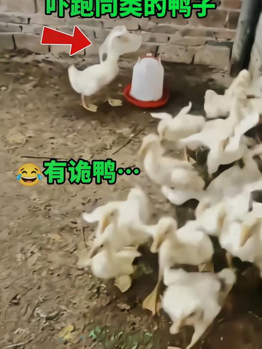 鸭子头上顶了一块塑料布,吓跑其他小鸭子