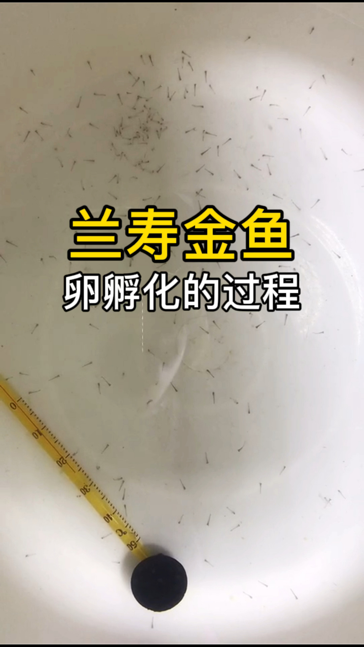 兰寿金鱼繁殖,卵孵化的全过程