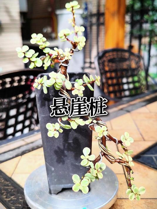 悬崖桩造型4个月