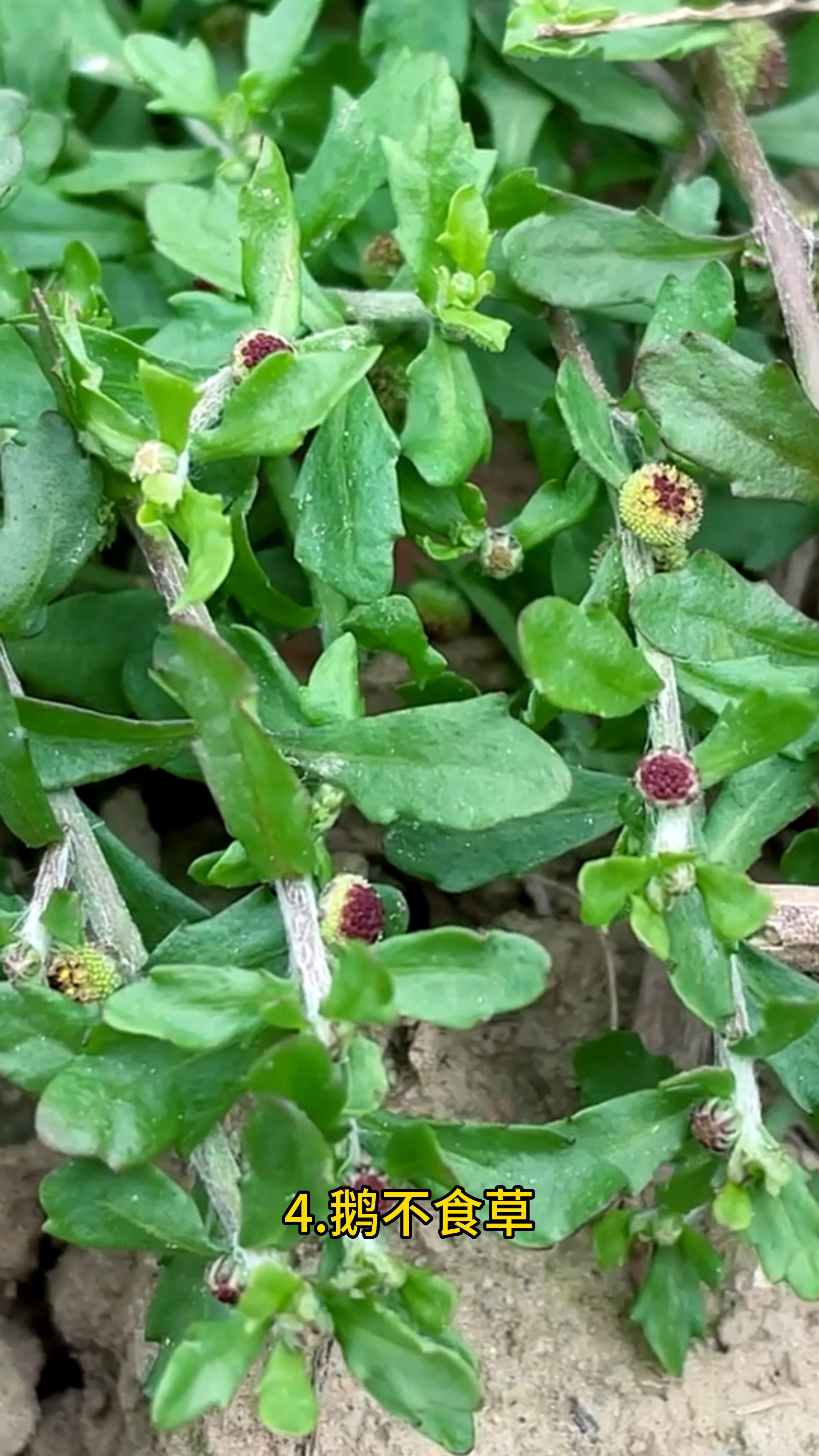 农村常见50种中草药植物