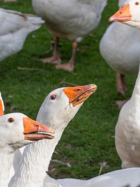 追 “鹅” 健康脚步,畅享散养大鹅的滋补盛宴