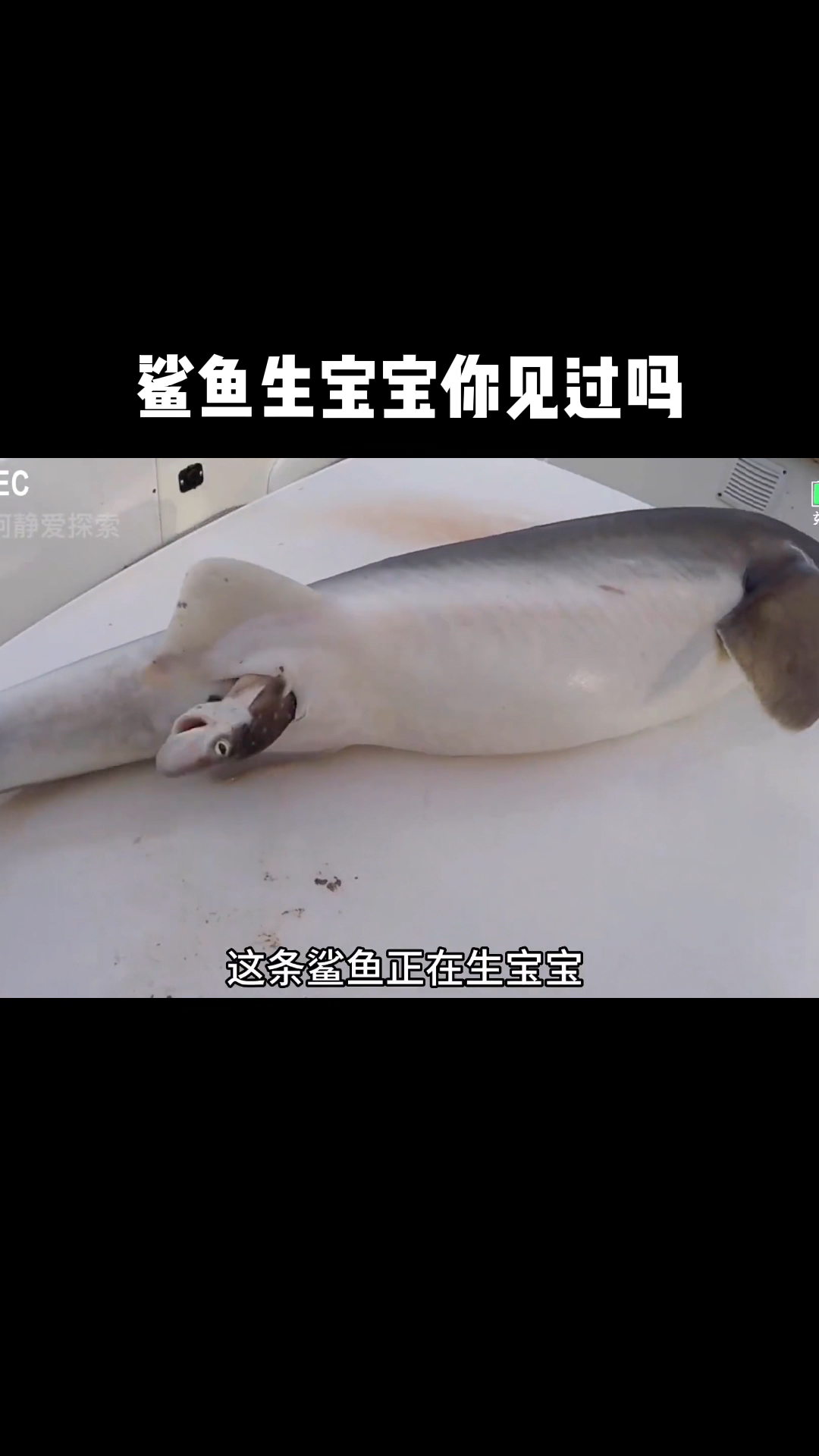 鲨鱼生宝宝你见过吗