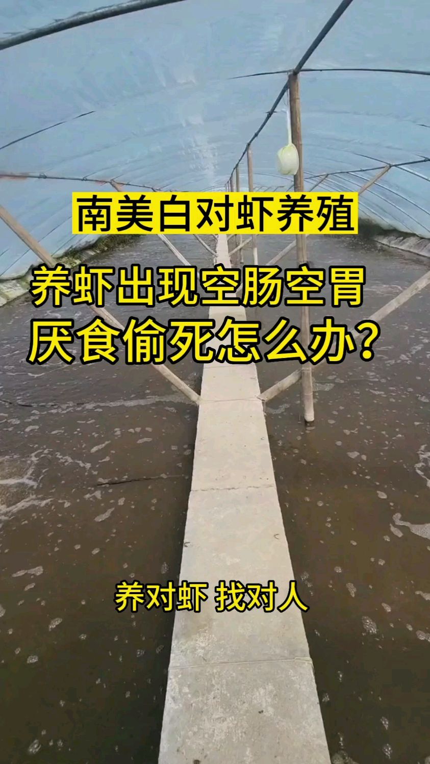 养虾出现空肠空胃厌食偷si怎么办?