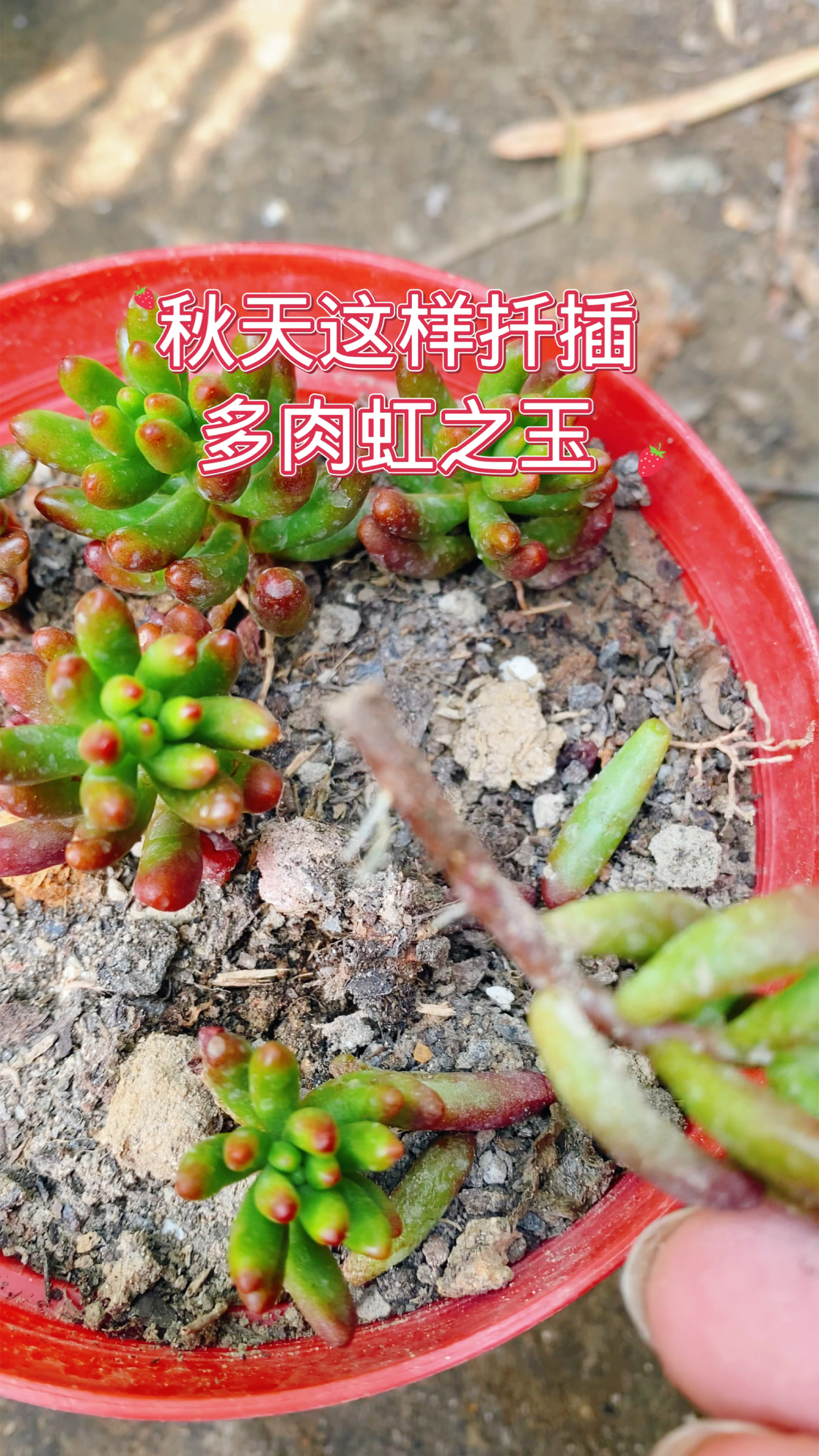 秋天这样扦插多肉虹之玉
