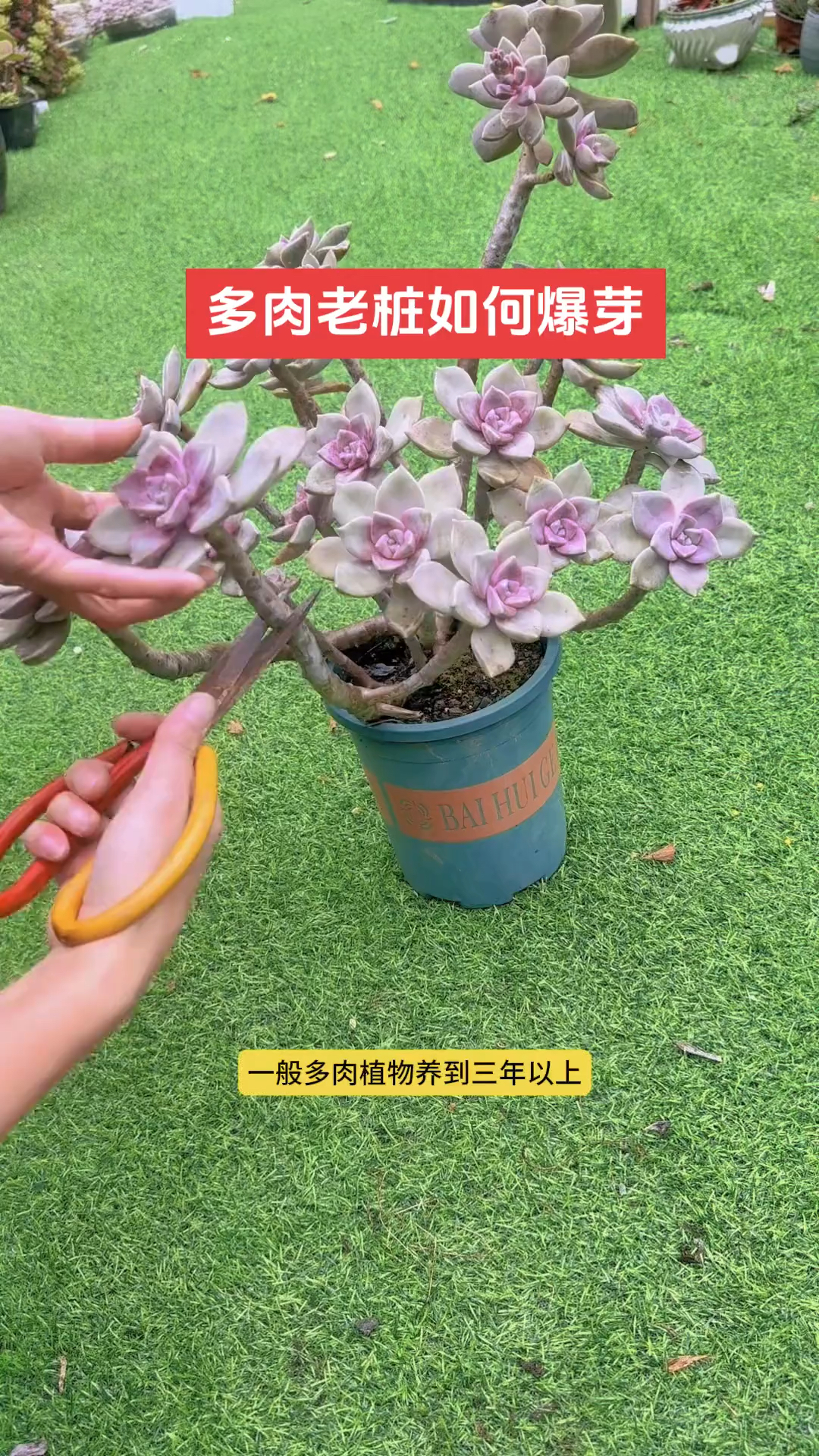 老桩多肉修剪扦插