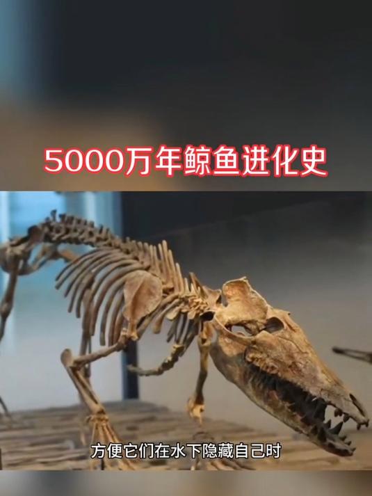 鲸鱼5000万年进化史