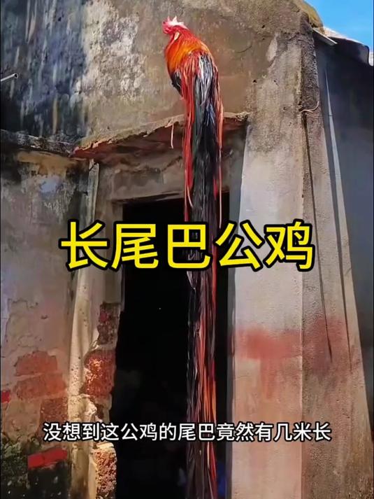 这公鸡长长的尾巴是真的吗?