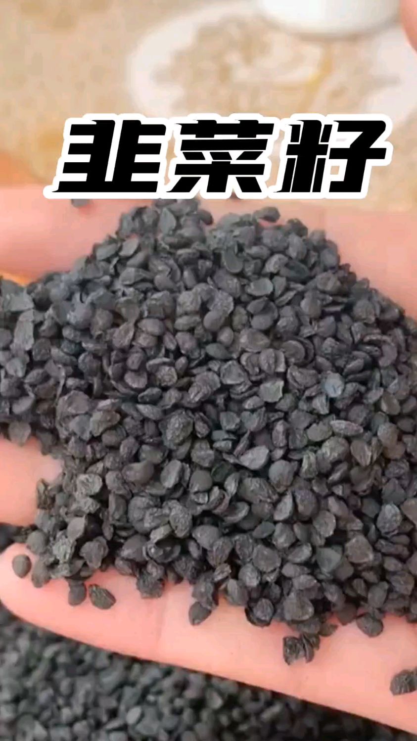 家人们今天教大家怎么泡韭菜籽。