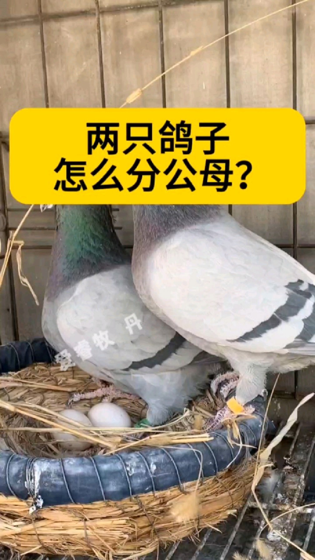 两只鸽子怎么分公母?