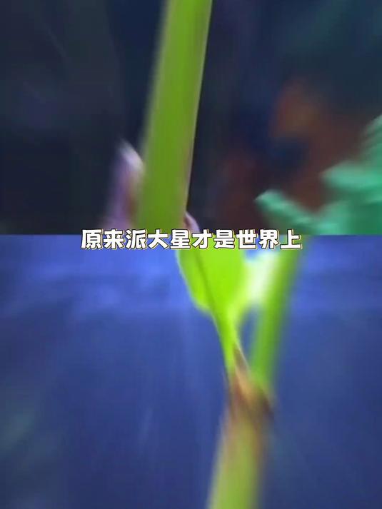 还有人没看过派大星跳舞我都会伤心的ok？#派大星 #海星# #跳舞# #萌 #可爱#