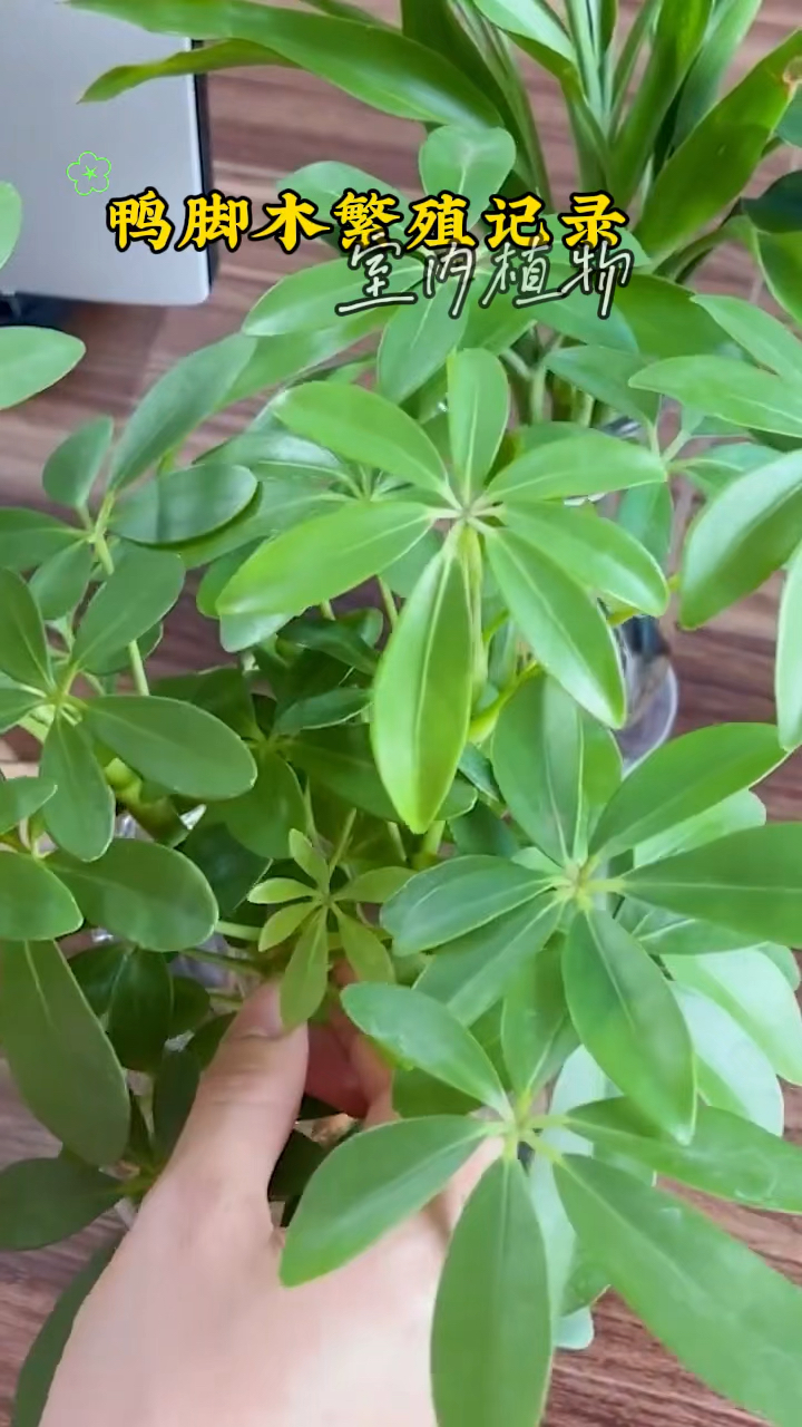 鸭脚木,土培发根,然后转水培