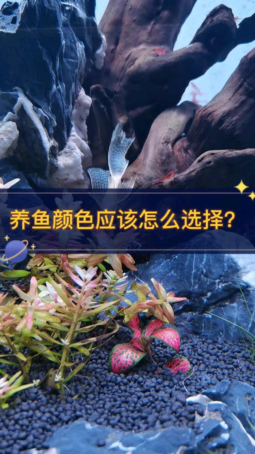 养鱼颜色有什么讲究?
