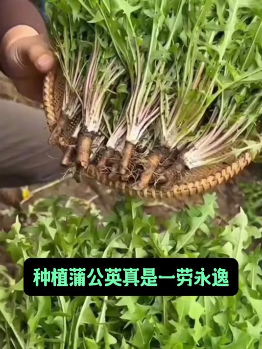 蒲公英别叫野菜了,种子撒土就发芽,嫩叶泡茶根炖汤全家抢着要