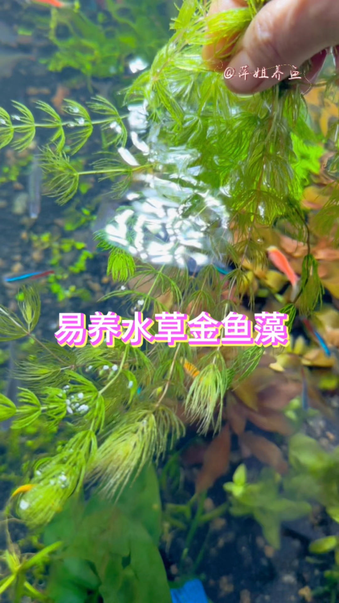 易养水草金鱼藻#水族 #鱼缸里的大自然 #观赏鱼