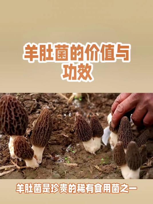 七彩菌菇包 排骨菌菇汤 煲汤 好喝 菌菇包煲汤