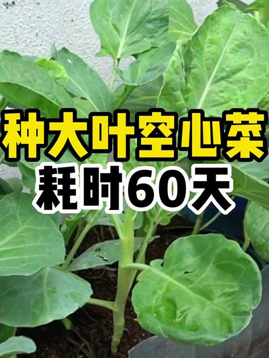 喜欢吃大叶空心菜的,这样种根本吃不完!