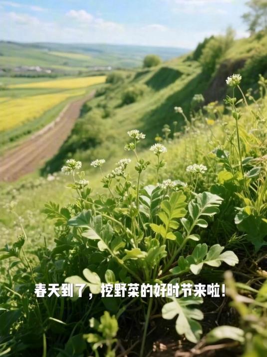 荠菜的识别方法 春天挖野菜别认错