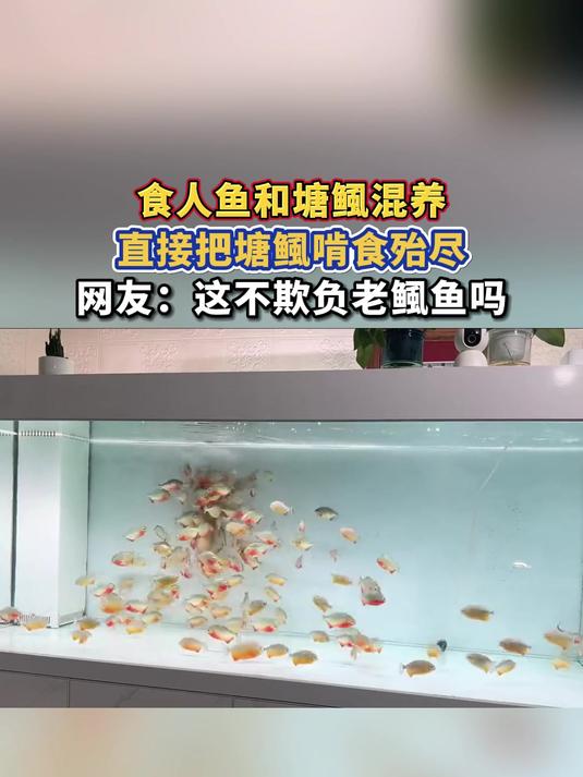 食人鱼和塘鲺混养,直接把塘鲺啃食殆尽,网友:这不欺负老鲺鱼吗