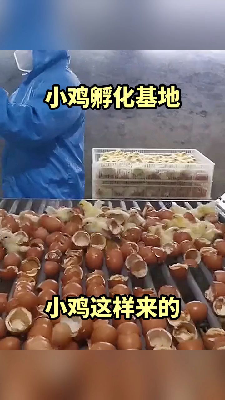 小鸡孵化基地,小鸡这样来的!