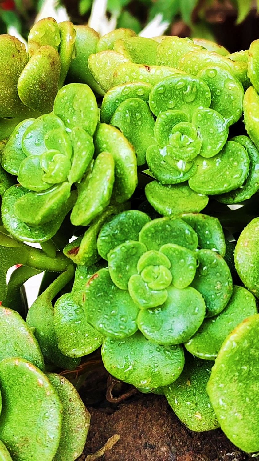 用这些方法养护的百合莉莉,叶片翠绿长势好