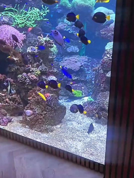 从浅滩到深海:海洋鱼类的多样生态图谱