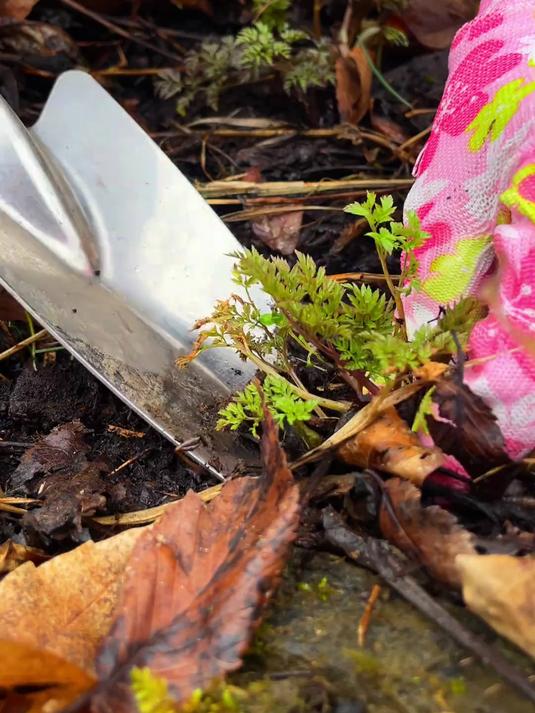春雨过后,山上的野菜胡萝卜蒿大片的发芽了