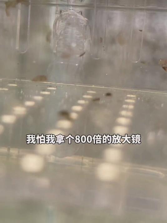 又是一个神奇的海洋生物 雀尾螳螂虾 海洋生物 神奇动物在抖音