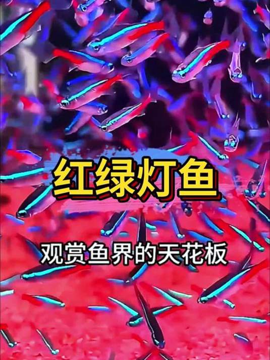 新手懒人也能养红绿灯鱼 群游美爆 观赏效果超赞
