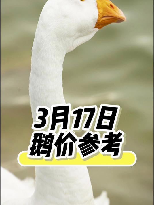 3月17日鹅价参考#鹅价#