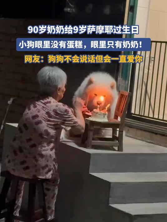 90岁奶奶给9岁萨摩耶过生日，小狗眼里没有蛋糕，眼里只有奶奶！#种草官计划#