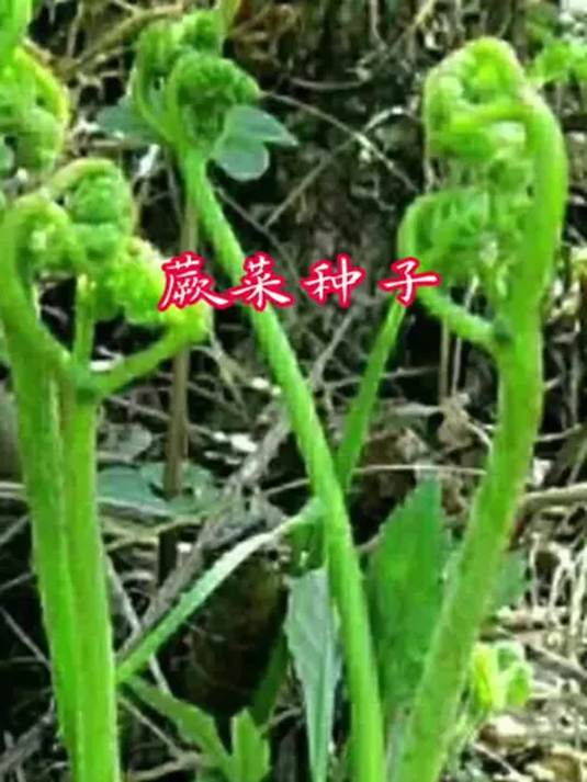 蕨菜种子咋选?盆栽地栽技巧,生吃凉拌炒菜样样行