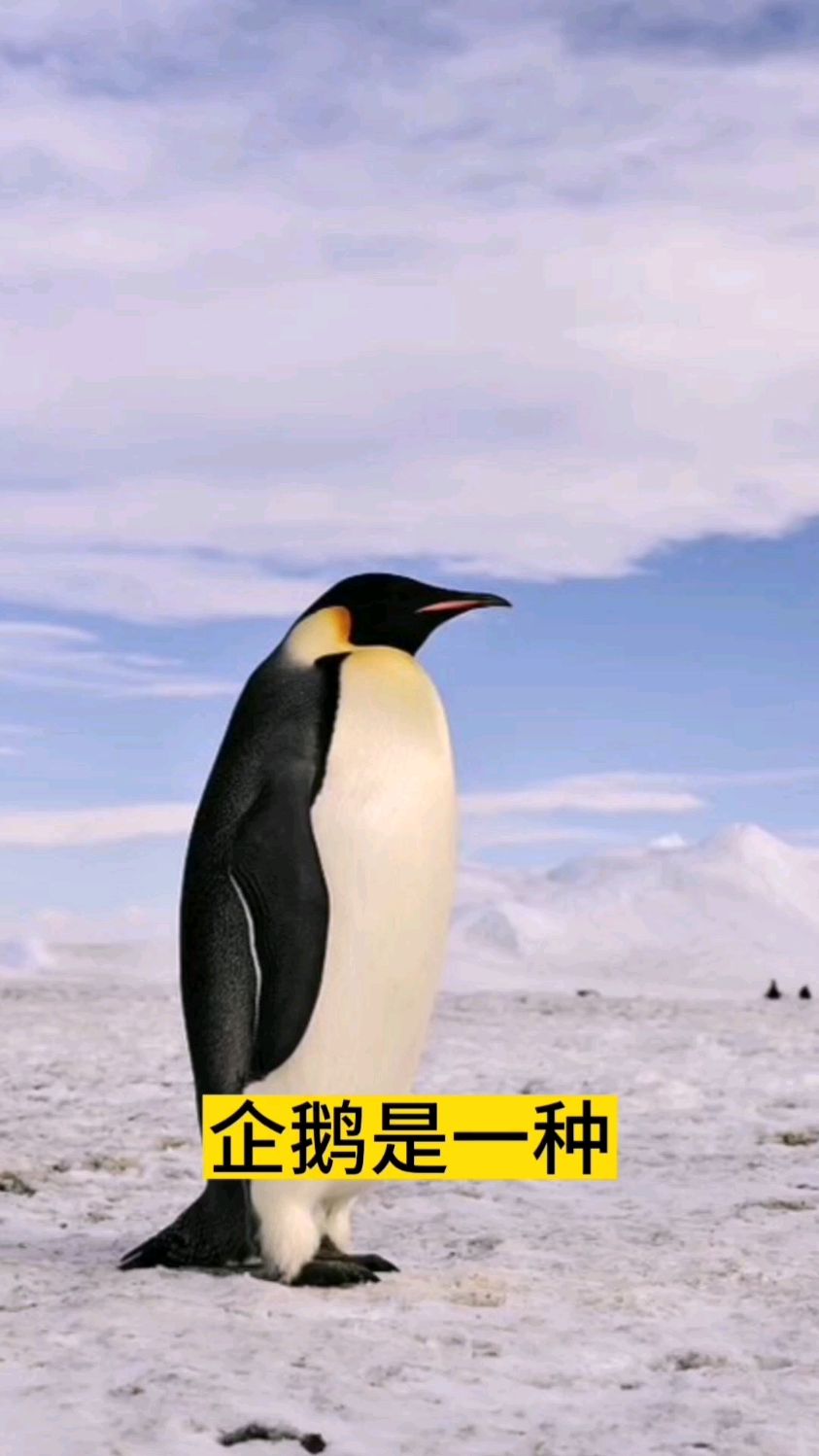 人们喜爱的企鹅有哪些特征和习性?