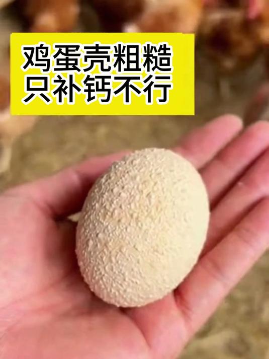 鸡蛋壳粗糙?不是钙不够,是磷和VD配合问题