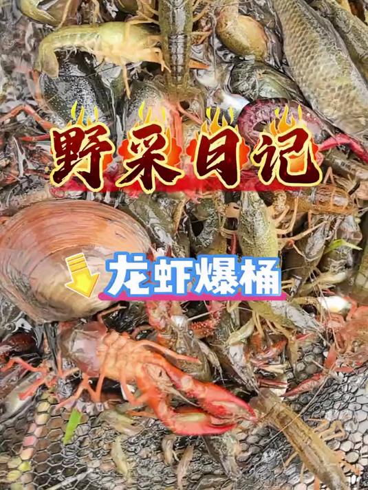 本来打算来抓极品大鳑鲏的，谁知道捅了虾窝，各种虾多到爆