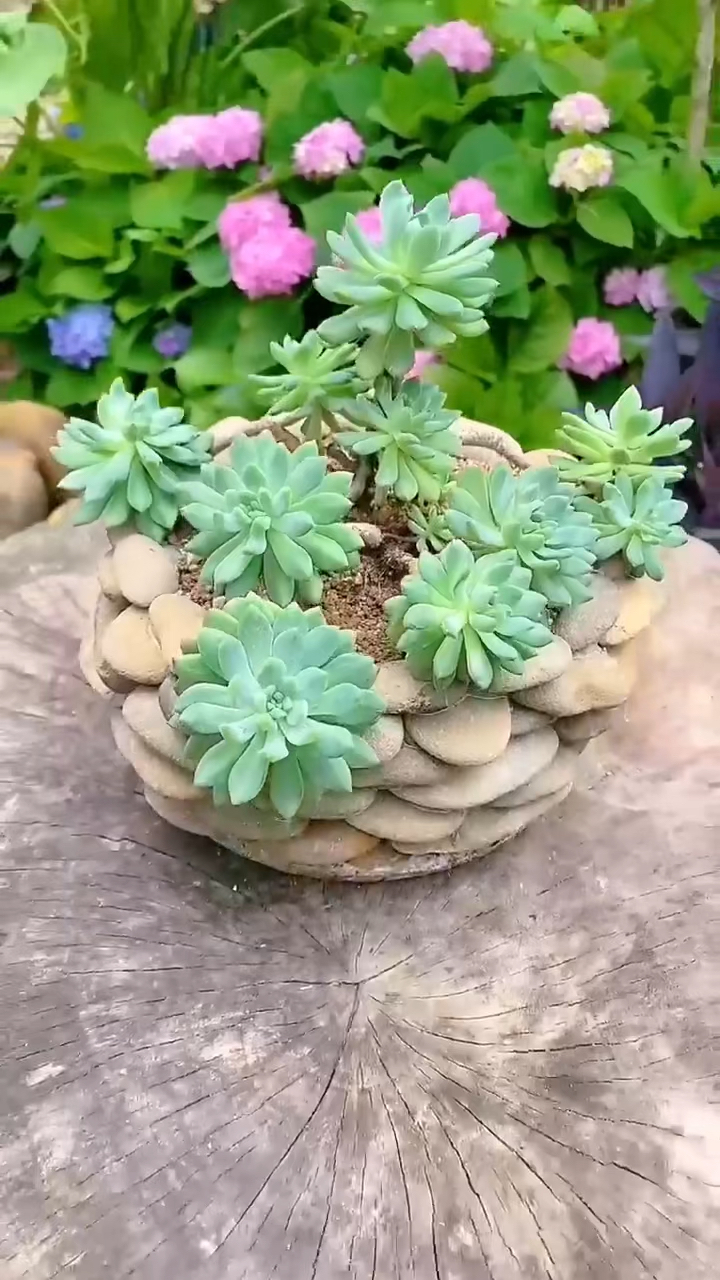 小鹅卵石也能做花盆,特色十足