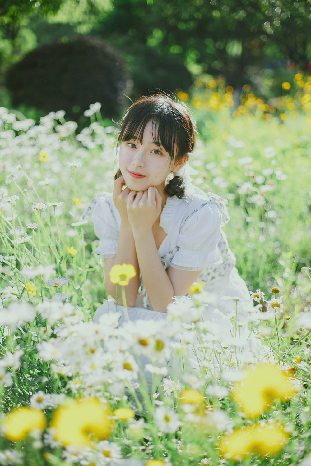 初夏の小雏菊Ⅱ-六色网