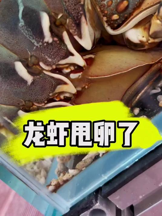 龙虾甩卵了