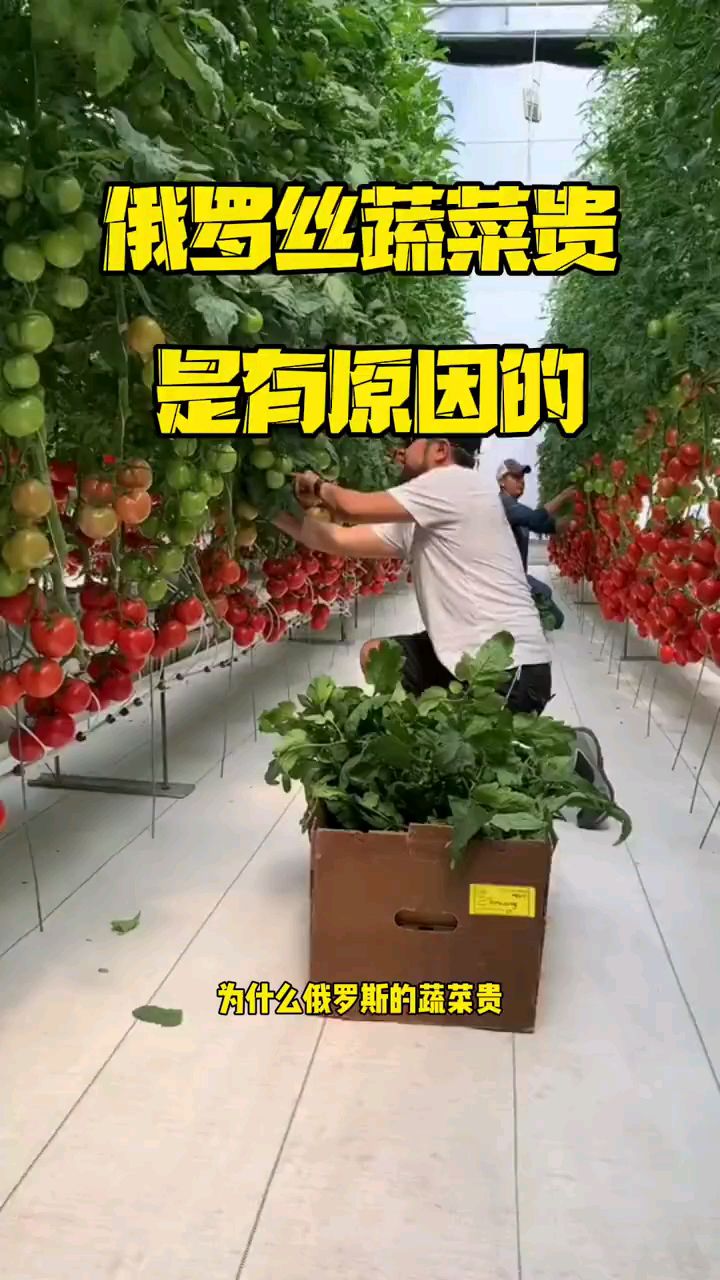 你说这蔬菜为啥这么贵
