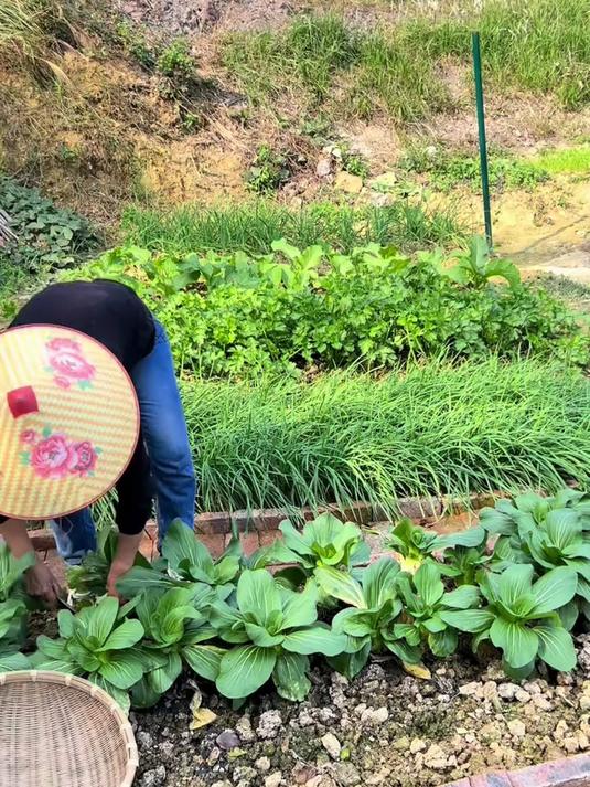 种菜要学会废物利用,把不要的老菜叶拿来堆肥,土壤会越用越肥