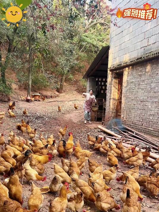 正宗高山散养土鸡蛋,当天捡,当天发,很新鲜,水煮蛋很香很香