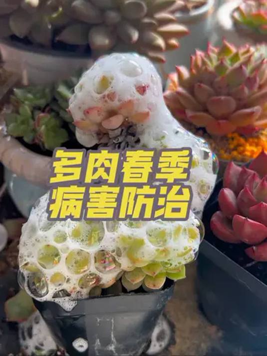 多肉难养?学会辨真菌病害,轻松成为养肉高手
