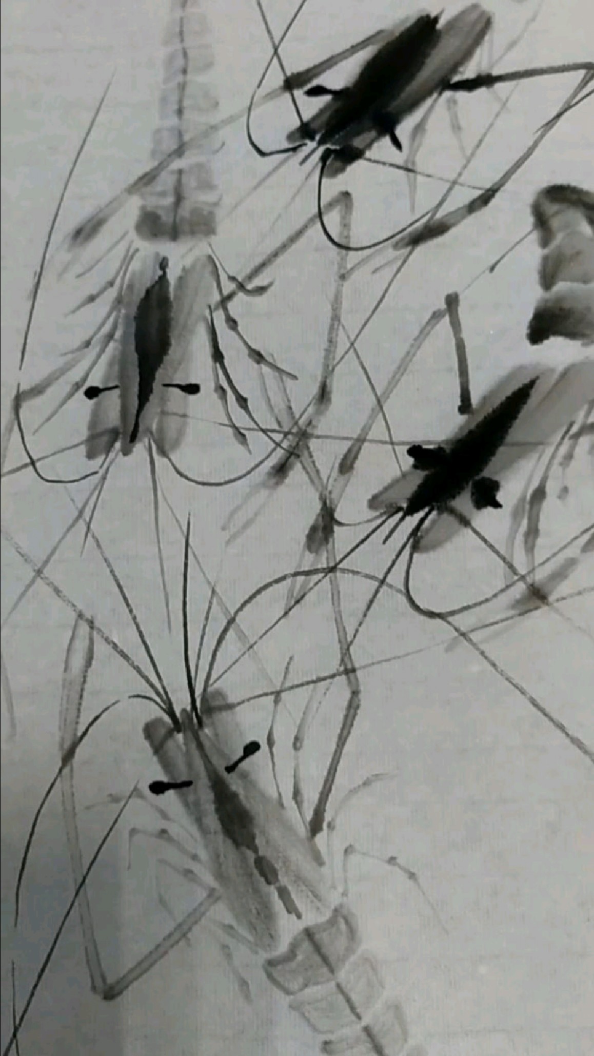 写意虾的画法《三一三》
