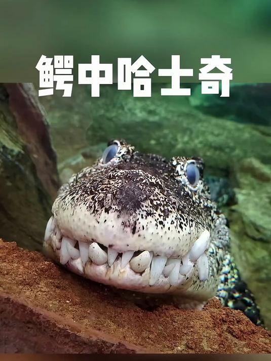 古巴鳄：这只鳄鱼怎么长得狗里狗气？