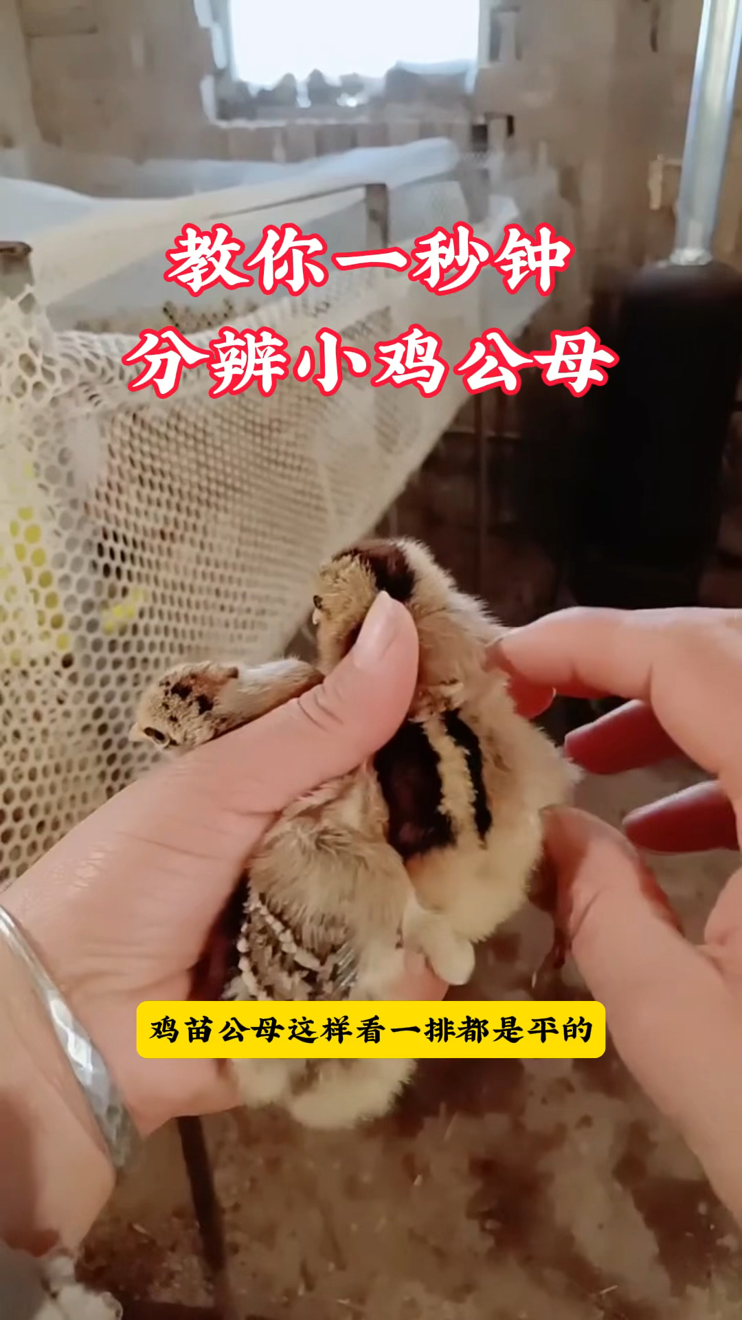 教你一秒钟,分辨小鸡公母。