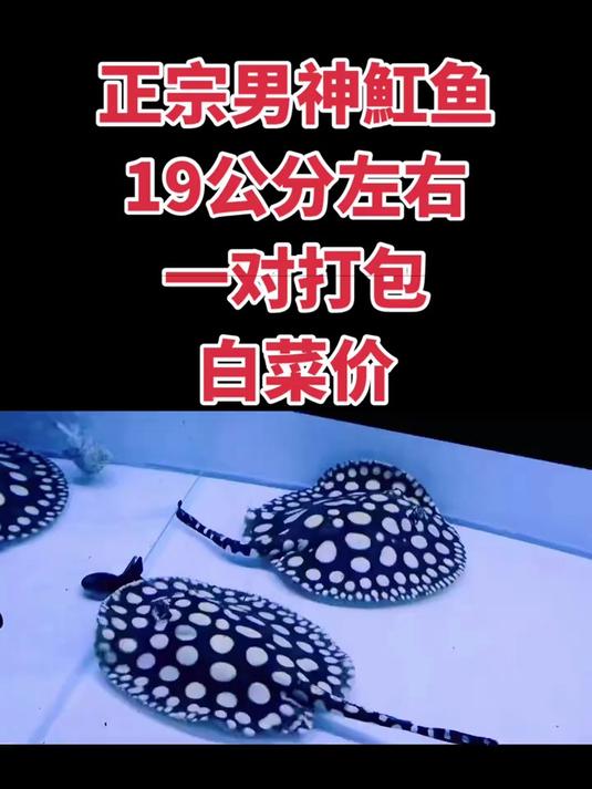 男神魟鱼一对,19公分左右,黑白分明