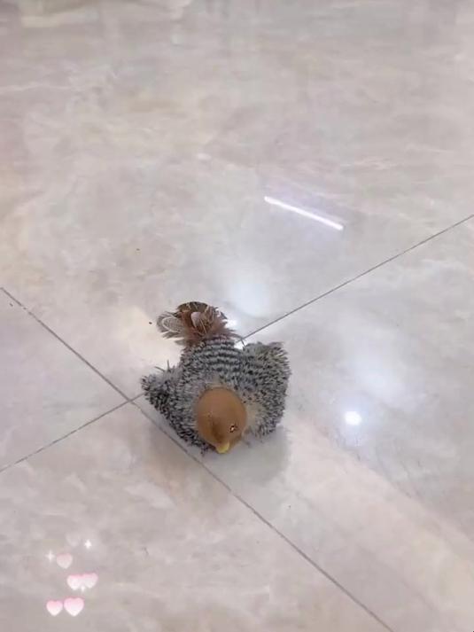 GiGwi贵为猫咪解闷自嗨炫律小鸟发声仿真玩耍毛绒玩具