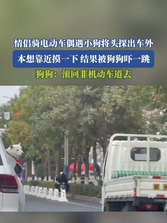 情侣骑电动车偶遇小狗将头探出车外,本想靠近摸一下,结果被狗狗吓一跳,狗狗:滚回非机动车道去