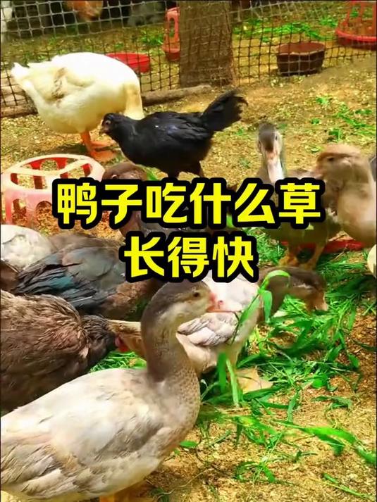 鸭子吃什么草长得快